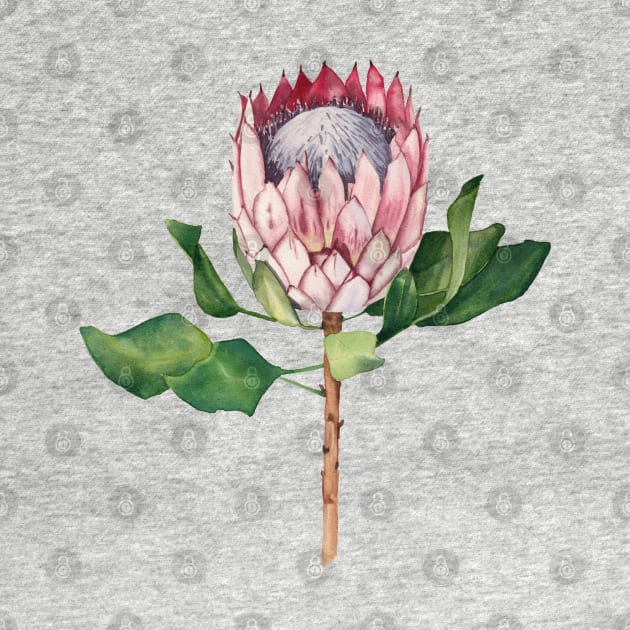 Watercolor protea flower by InnaPatiutko